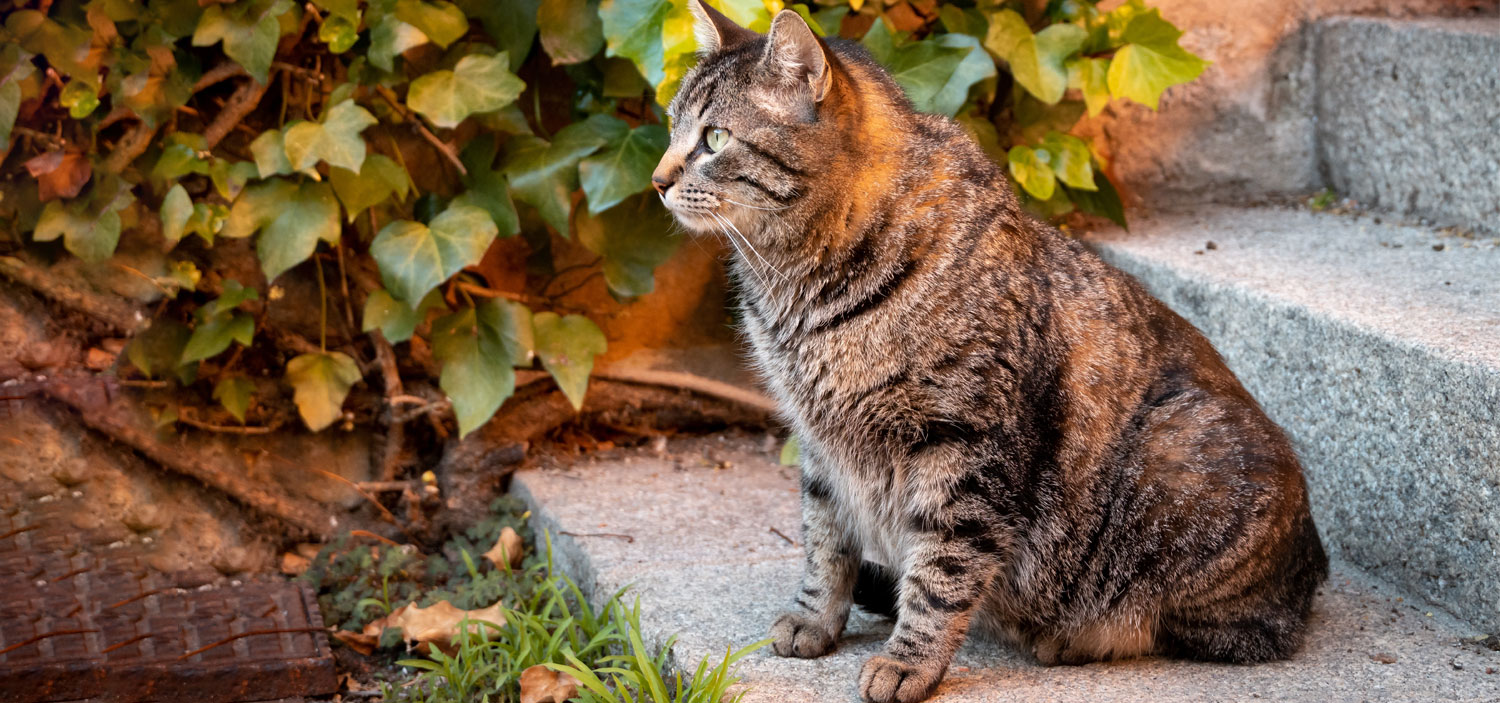 obésité chat.jpg